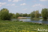 White Willow (Salix alba)