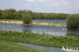 Schietwilg (Salix alba)