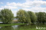 White Willow (Salix alba)