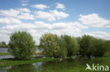 White Willow (Salix alba)