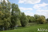 White Willow (Salix alba)