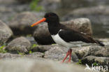 Oystercatcher (Haematopus ostralegus)