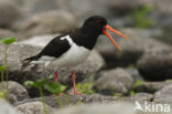 Oystercatcher (Haematopus ostralegus)