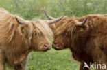 Schotse Hooglander