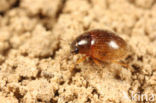 Simplocaria semistriata