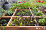 Garden Lettuce (Lactuca sativa)