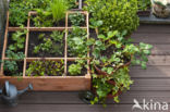 Garden Lettuce (Lactuca sativa)