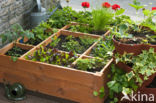 Garden Lettuce (Lactuca sativa)