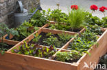 Garden Lettuce (Lactuca sativa)
