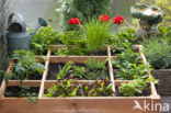 Garden Lettuce (Lactuca sativa)