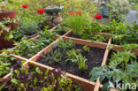 Garden Lettuce (Lactuca sativa)