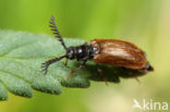 Slakkenvreter (Drilus flavescens)