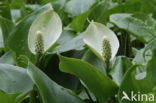 Slangenwortel (Calla palustris)