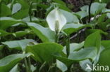 Slangenwortel (Calla palustris)