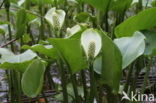 Slangenwortel (Calla palustris)