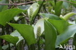 Slangenwortel (Calla palustris)