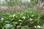 Slangenwortel (Calla palustris)