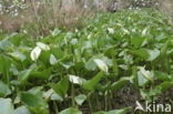 Slangenwortel (Calla palustris)