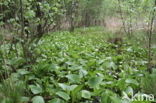 Slangenwortel (Calla palustris)