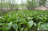 Slangenwortel (Calla palustris)