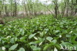Slangenwortel (Calla palustris)