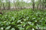 Slangenwortel (Calla palustris)