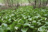 Slangenwortel (Calla palustris)