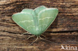 Smaragdgroene zomervlinder (Chlorissa viridata)