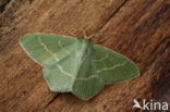 Smaragdgroene zomervlinder (Chlorissa viridata)