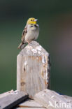 Cinereous bunting (Emberiza cineracea) 