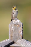 Smyrnagors (Emberiza cineracea) 