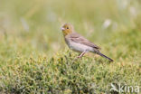 Cinereous bunting (Emberiza cineracea) 