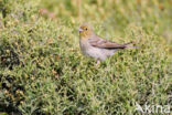 Cinereous bunting (Emberiza cineracea) 