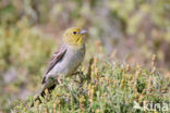 Cinereous bunting (Emberiza cineracea) 