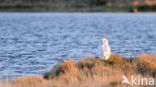 Snowy Owl (Bubo scandiacus)