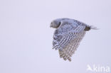 Sneeuwuil (Bubo scandiacus)