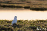 Snowy Owl (Bubo scandiacus)