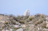 Snowy Owl (Bubo scandiacus)