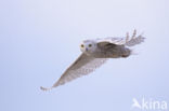 Snowy Owl (Bubo scandiacus)