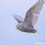 Snowy Owl (Bubo scandiacus)