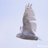 Snowy Owl (Bubo scandiacus)