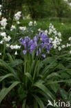 Spanish Bluebells (Hyacinthoides hispanica)