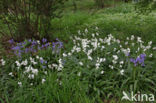 Spanish Bluebells (Hyacinthoides hispanica)