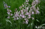 Spanish Bluebells (Hyacinthoides hispanica)