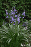 Spanish Bluebells (Hyacinthoides hispanica)