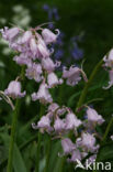 Spanish Bluebells (Hyacinthoides hispanica)