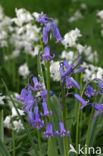 Spanish Bluebells (Hyacinthoides hispanica)