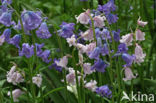 Spanish Bluebells (Hyacinthoides hispanica)