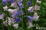 Spanish Bluebells (Hyacinthoides hispanica)