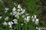 Spanish Bluebells (Hyacinthoides hispanica)